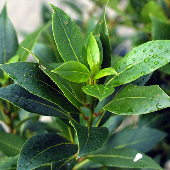 Laurel Leaf Essential Oil 5